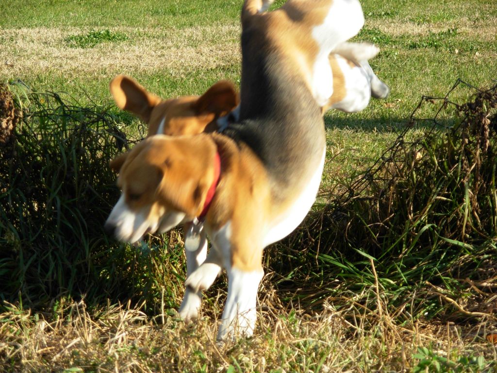 Teo e Nike